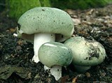 Сыроежка (Сыроежка зеленоватая)