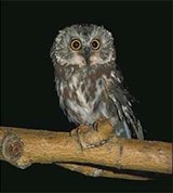 Сычи (североамериканский сыч)