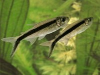 ТАЙЕРИЯ КРИВОПОЛОСАЯ