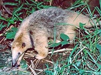 ТАМАНДУА (Tamandua tetradactyla)