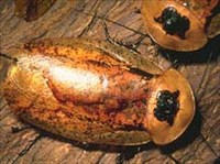 ТАРАКАНОВЫЕ (тропический таракан)