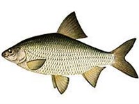 ТАРАНЬ (рисунок)