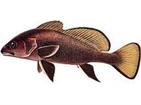 ТЕМНЫЙ ГОРБЫЛЬ (рисунок)