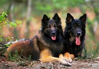 ТЕРВЮРЕН И НЕМЕЦКАЯ ОВЧАРКА