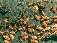 ТЕРМИТЫ. Isoptera