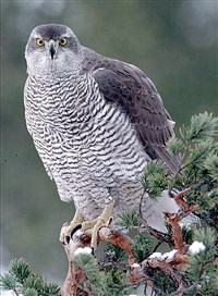 ТЕТЕРЕВЯТНИК (Ястреб-тетеревятник)