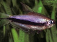 ТЕТРА КОРОЛЕВСКАЯ