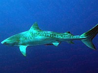 ТИГРОВАЯ АКУЛА (Galeocerdo cuvier)