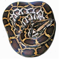 ТИГРОВЫЙ ПИТОН (Python molorus)