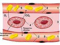 ТКАНЕВАЯ ЖИДКОСТЬ
