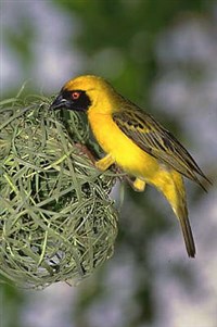 ТКАЧИК (у гнезда)