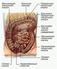 ТОЛСТАЯ КИШКА