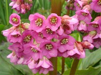 ТОЛСТОЛИСТНЫЙ БАДАН (цветки)