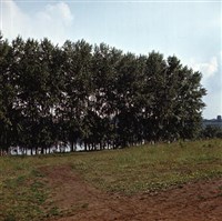 ТОПОЛЬ ЧЕРНЫЙ (осокорь)