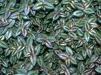 ТРАДЕСКАНЦИЯ (зебрина)