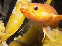 ТРЕСКОВЫЕ (Обыкновенный трехусый налим)