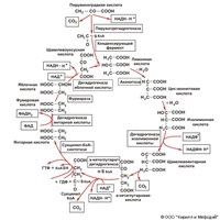ТРИКАРБОНОВЫХ КИСЛОТ ЦИКЛ