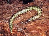 ТРОГОНОФИС ВИГМАННА (Trogonophis wiegmanni)