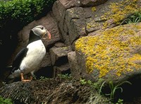 ТУПИКИ (у гнезда)