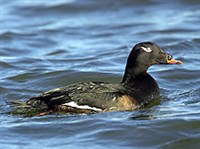 ТУРПАН (самец)