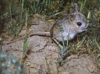 ТУШКАНЧИК толстохвостый