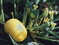 ТЫКВА ОБЫКНОВЕННАЯ