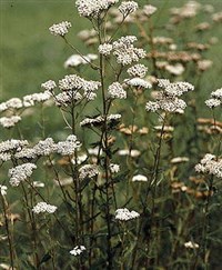 ТЫСЯЧЕЛИСТНИК