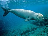 ТЮЛЕНЬ-МОНАХ (Средиземное море)