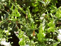 Табак Лансдорфа – Nicotiana langsdorffii J.A.Weinm.