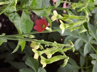Табак Форгета – Nicotiana forgetiana hort. Sander ex Hemsl.