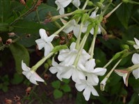 Табак душистый, ароматный – Nicotiana suaveolens Lehm.