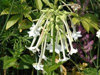 Табак лесной – Nicotiana sylvestris Speg.et Comes.