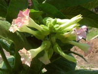 Табак настоящий – Nicotiana tabacum L.