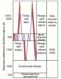 Таблица легочных объемов