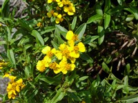 Тагетес блестящий – Tagetes lucida Cav.