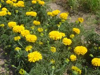 Тагетес прямостоячий, африканский – Tagetes erecta L.