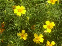 Тагетес тонколистный, мексиканский – Tagetes tenuifolia Cav.