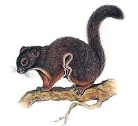 Тагуан (Petaurista petaurista)