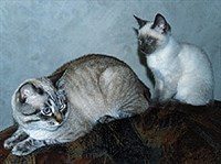 Тайская кошка