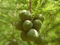 Таксодиум болотный, кипарис болотный, таксодиум обыкновенный – Taxodium distichum (L.) Rich. (1)