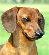 Таксы (гладкошерстная такса)