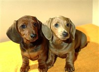 Таксы (щенки гладкошерстной таксы)
