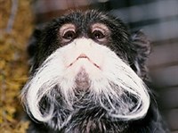 Тамарины (императорский тамарин)