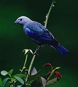 Танагры (серо-голубая танагра)