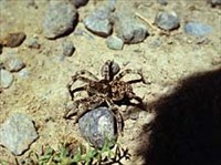 Тарантул (южнорусский)