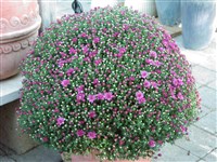 Татьянин День [Род дендрантема – Dendranthema (DC.) Desmoul]