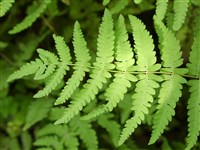 Телиптерис болотный – Thelypteris palustris Schot.