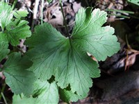 Теллима крупноцветковая – Tellima grandiflora Pursh Douglas ex Lindl.