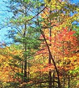 Теннесси (штат)