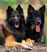 Тервюрен и немецкая овчарка